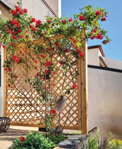 RANKZAUN AostaNova® - Kanadische Gebirgsdouglasie